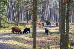 LSG-Teutoburger Wald mit Brackweder Osning und Obere Senne mit Wistinghauser-, Haustenbecker- und Augustdorfer Senne und Ausläufern der Stukenbroker Lehmplatten