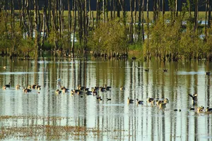 Unteres Peenetal (Mecklenburgische Seenplatte, Altkrs.Demmin)