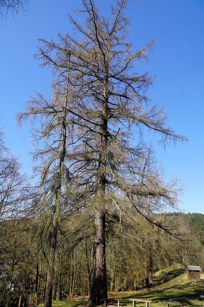 Europäische Lärche im April