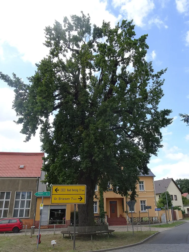 Dorfeiche Ragösen, Ortsmitte