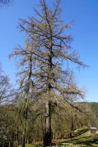 Europäische Lärche vor der Käfernburgruine