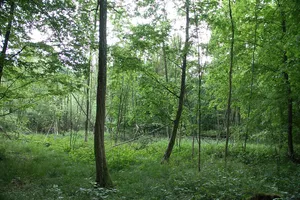 Bruchwald Burgstall Sanderer