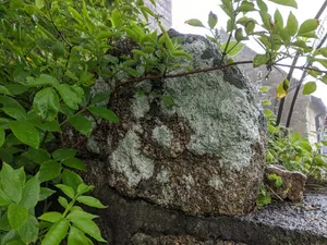 Wayside cross-head in Sancreed churchyard on churchyard wall by west gate