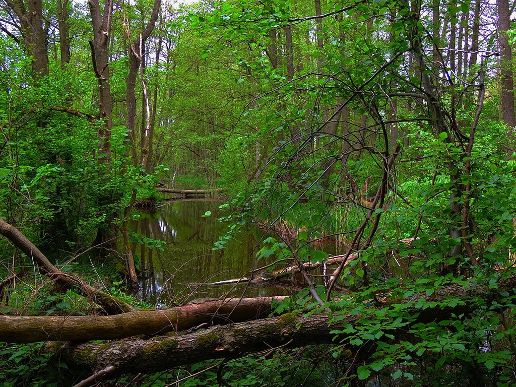 Der Bach, der den Boissower See und den Neuenkirchener See verbindet. Naturschutzgebiet „Boissower See und Südteil des Neuenkirchener Sees“, Mecklenburg-Vorpommern, Deutschland