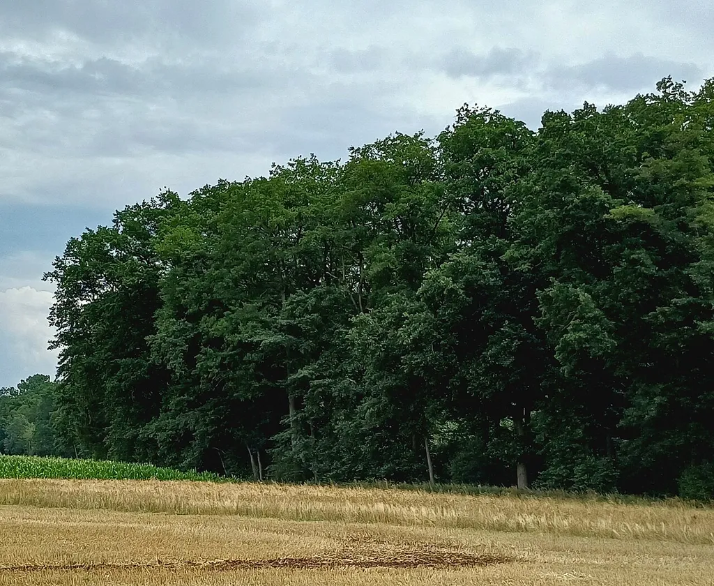 Auwald bei Westheim