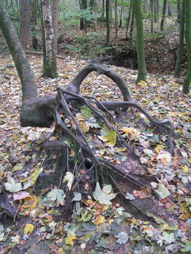 Partie im alten, von Buchen geprägten, aber mit anderen Baumarten durchsetzten Naturschutzgebiet (seit 2017) "Dinklager Burgwald" in der Nähe der Abtei Burg Dinklage