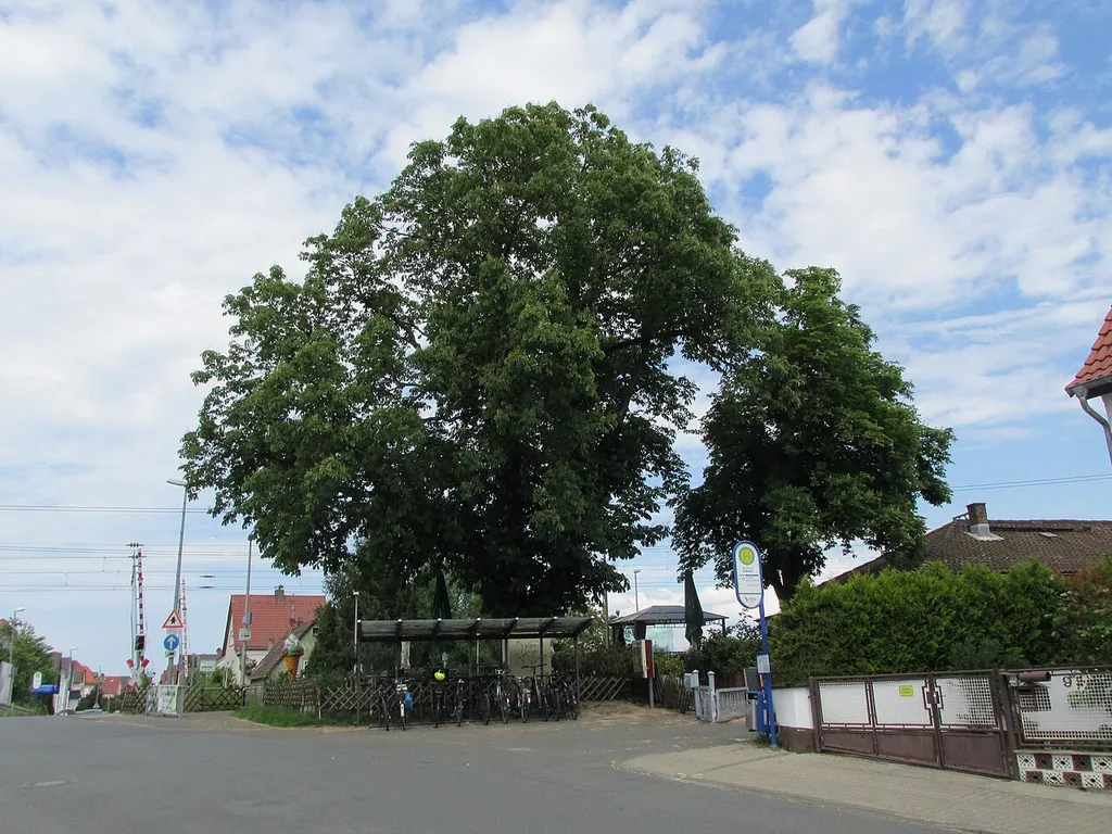 Naturdenkmal 1 Kastanie am Bahnhof Klein-Gerau