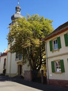 Roßkastanie a.d. kath. Kirche