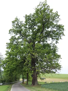 Stiel-Eiche bei Hohenkirchen
