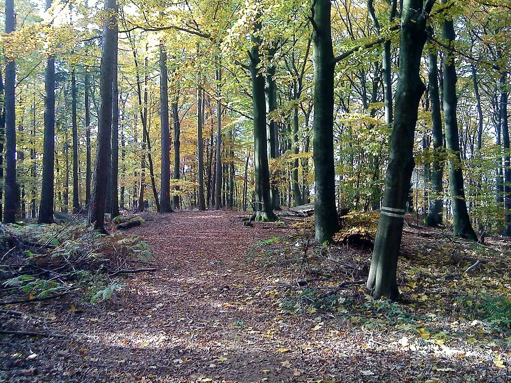 Die Burgstall der Altenburg auf dem Reuschberg bei Schöllkrippen