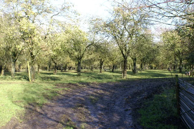 Apple Orchard.
