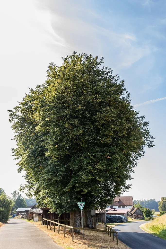 Holzplatzlinden, Leinburg, Naturdenkmal Update 14.09.2019: die hintere Linde wurde gefällt