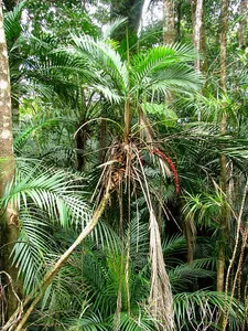 Herberton Range National Park