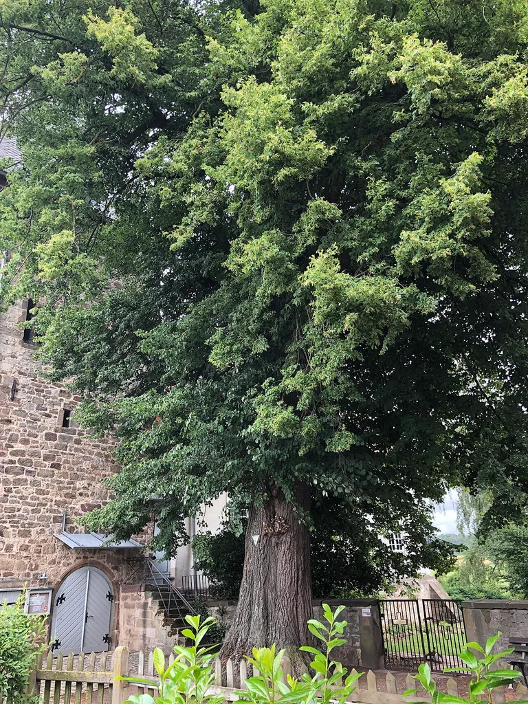 Naturdenkmal Linde