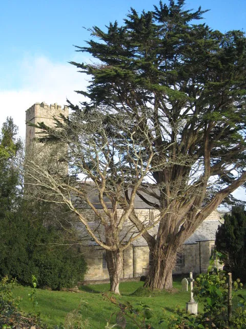 St Paul's Parish Church Chacewater Partly obscured by a fine Monterey Cypress (Cupressus macrocarpa).