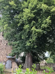 Kirchenlinde von Wethen
