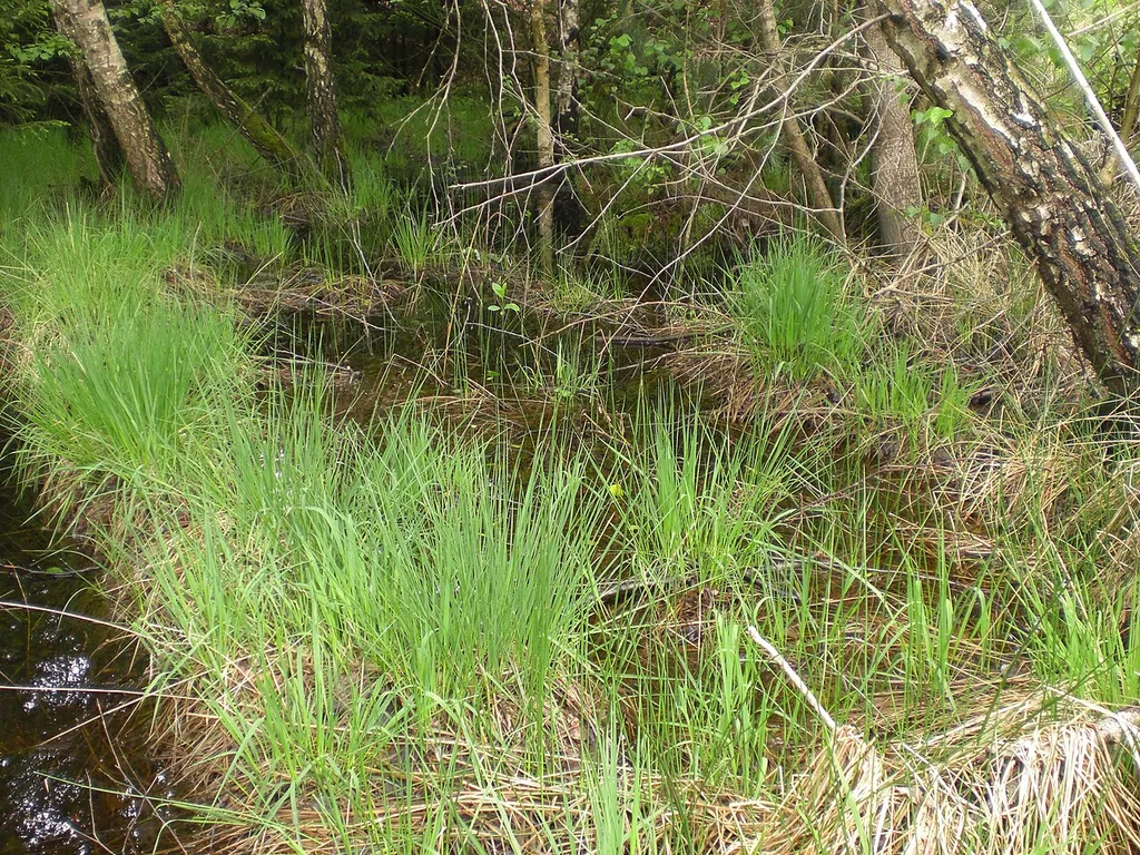 Moorwiese im NSG Jägersburger Moor