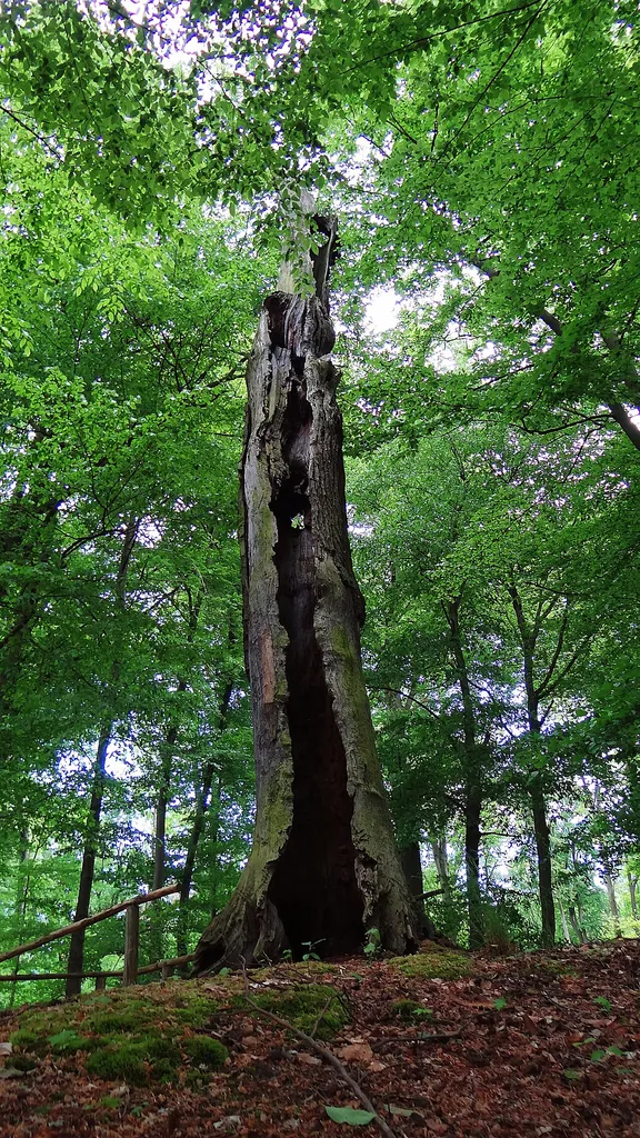 Friedrichseiche im Naturschutzgebiet Magdeburgerforth
