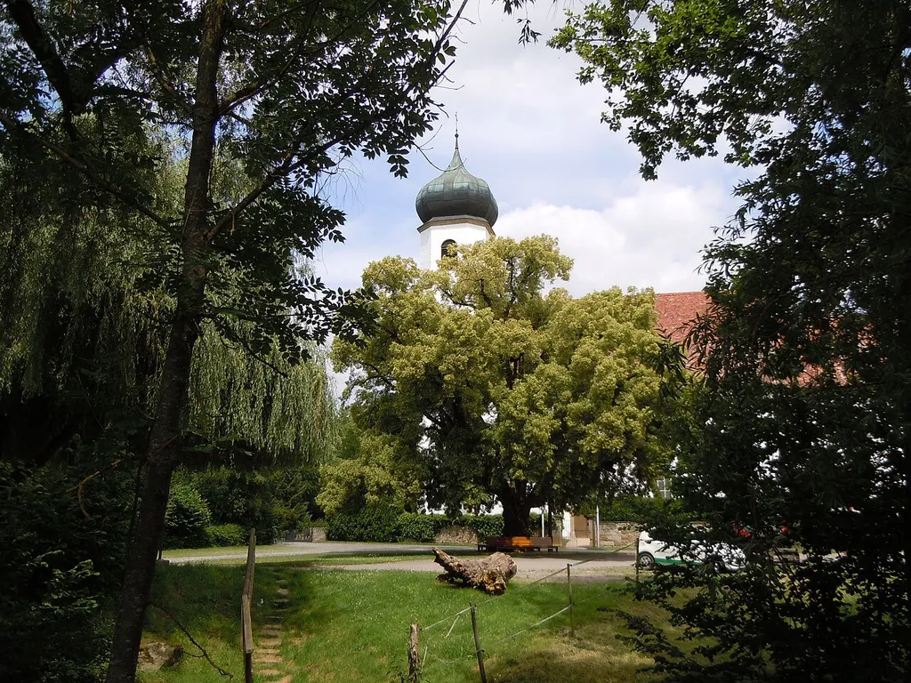 Naturdenkmal "Linde bei Stephanskirche" (Schutzgebiets-Nr. 84160480041) bei der Kirche St. Stephanus in Poltringen.