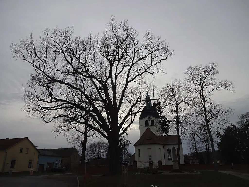 als Naturdenkmal geschützte Friedens-Eiche in Jeserig (Groß Kreutz)