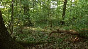 Körschburg
