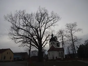 Friedens-Eiche
