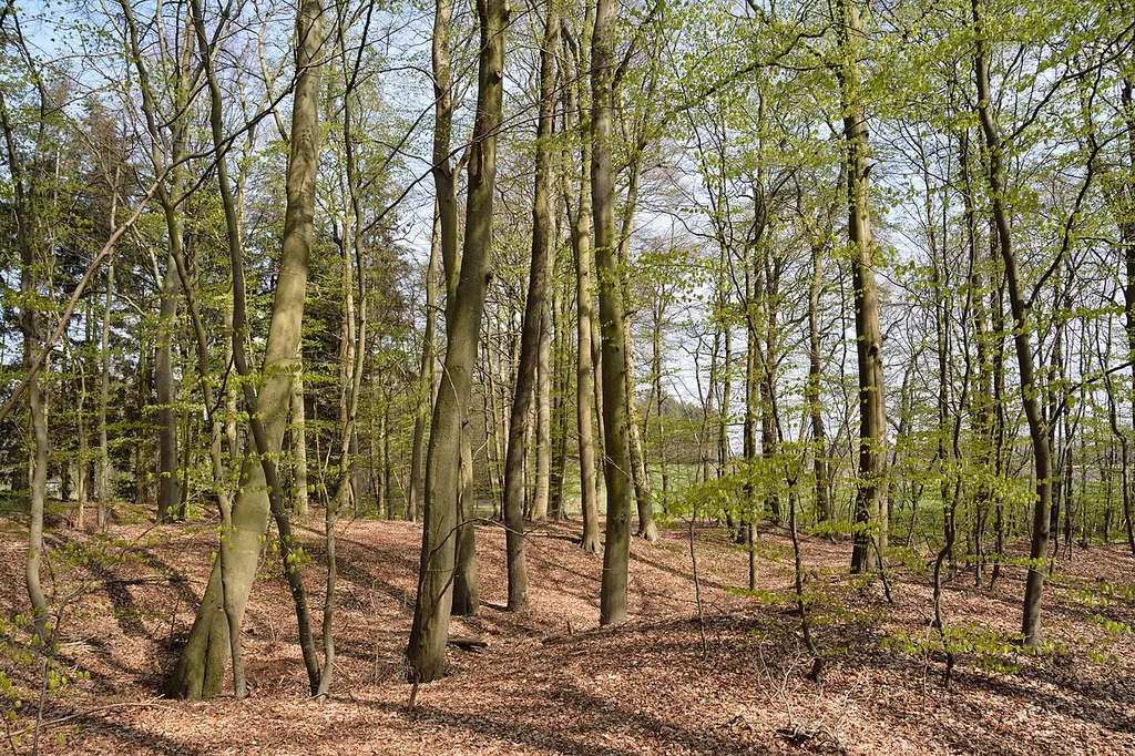 Impressions from the landscape protection area “Burganlage bei der Pulvermühle” with the number LSG CUX 00029 in Germany