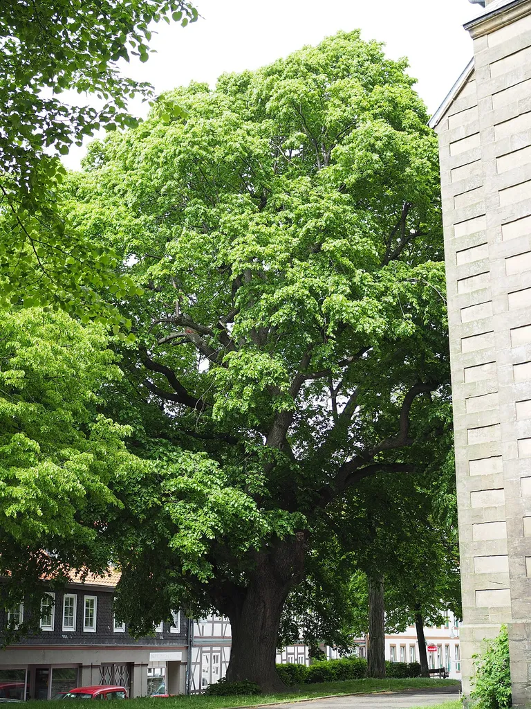 Das Naturdenkmal "Kirchenlinde von Sankt Stephani" (ND-GS 36) in Goslar an der Breiten Straße