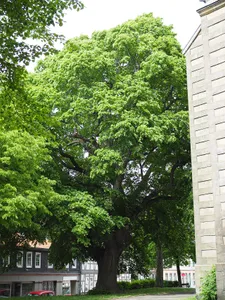 ND-GS 40 (Kirchenlinde von Sankt Stephani)