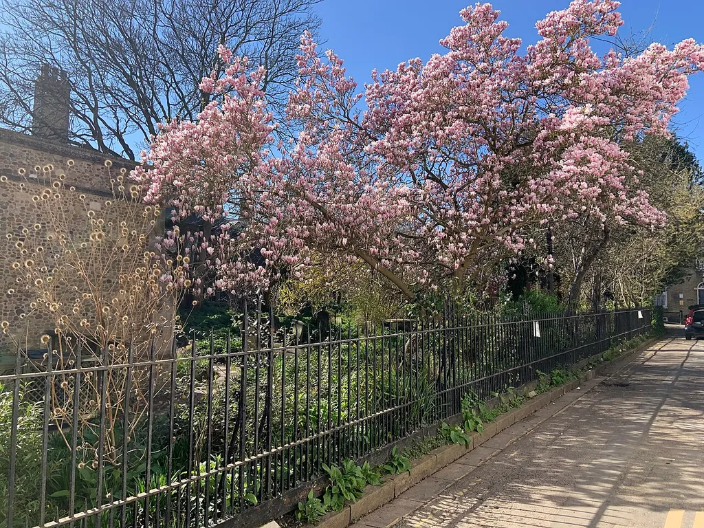 Grade-II listed railings alongside the Church of St Mary the Less, Little St Mary's Lane, Cambridge, with March blossom