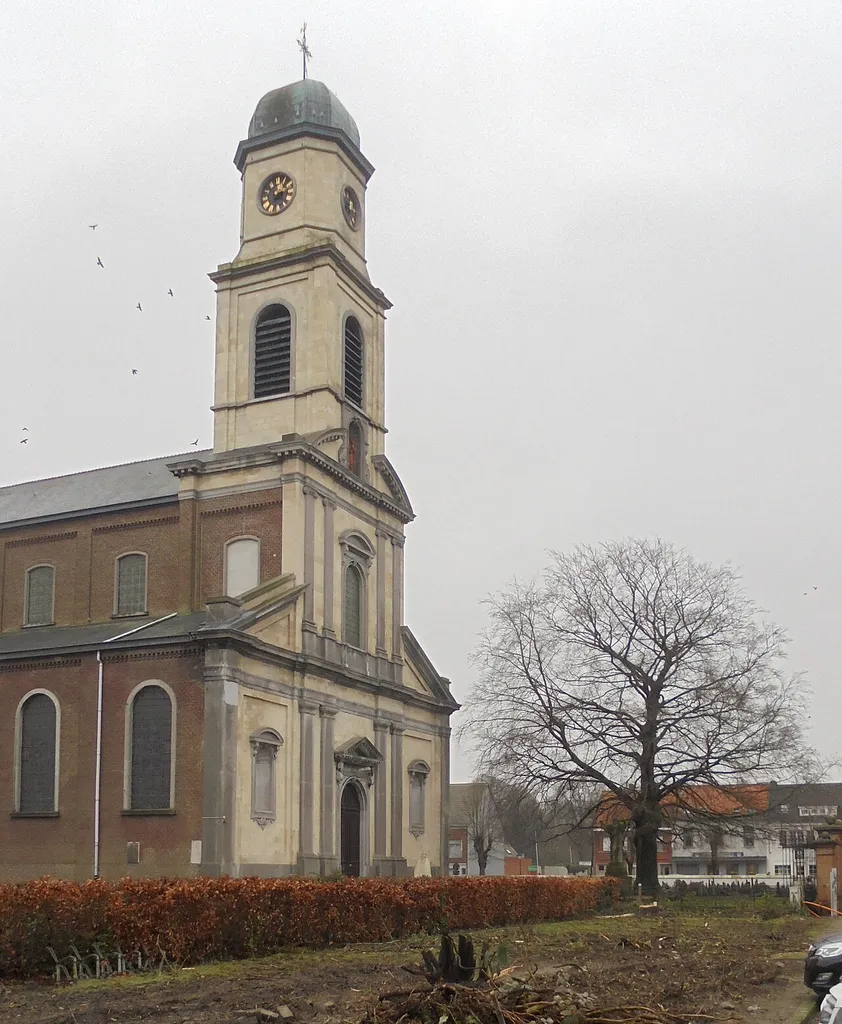 Opgaande bruine beuk als vredesboom op kerkhof Nazareth uit 1920 - bij de Parochiekerk Onze-Lieve-Vrouw en Sint-Antonius Abt - Dorp - Nazareth - Oost-Vlaanderen - België