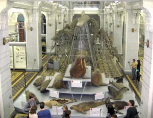 Zoological Museum of the Zoological Institute of the Russian Academy of Sciences