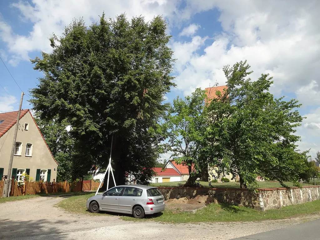 Naturdenkmal Winterlinde an der Kirche in Merzdorf (Baruth/Mark)