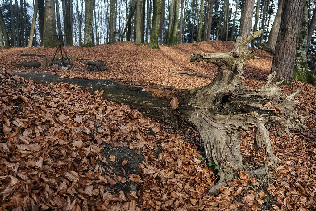 Burgplateau gegen Nordost mit Baumwurzel