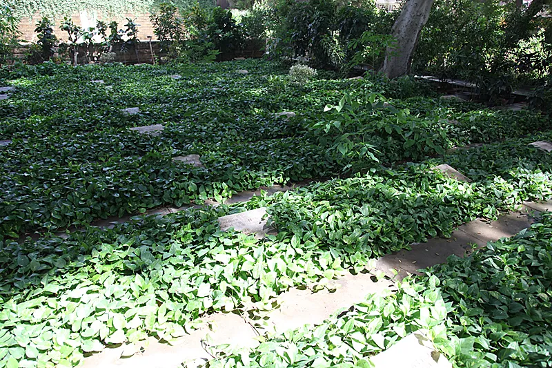 German Cemetery, Cairo