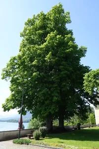 Zwei Kirchenlinden von Attersee