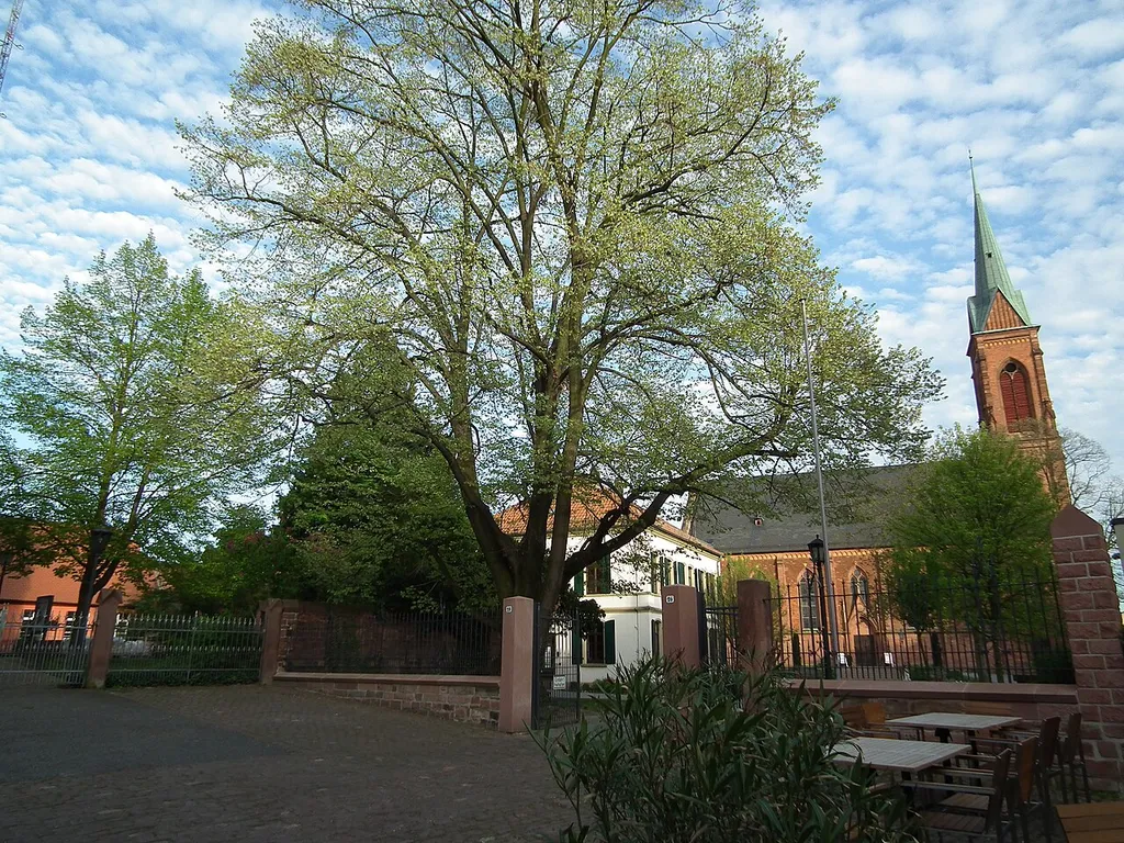 Linde (Tilia), Naturdenkmal im Hof der evangelischen Stadtkirche in Ladenburg (Baden-Württemberg, Deutschland)