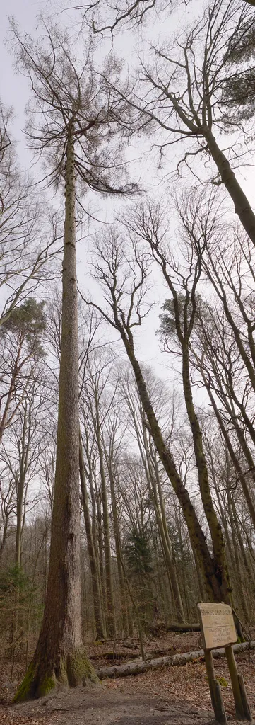 Höchster Baum Berlins, 42,5 Meter hoch, Europäische Lärche, gepflanzt 1795, Baum des Jahres 2012, Stammumfang 2,9 Meter