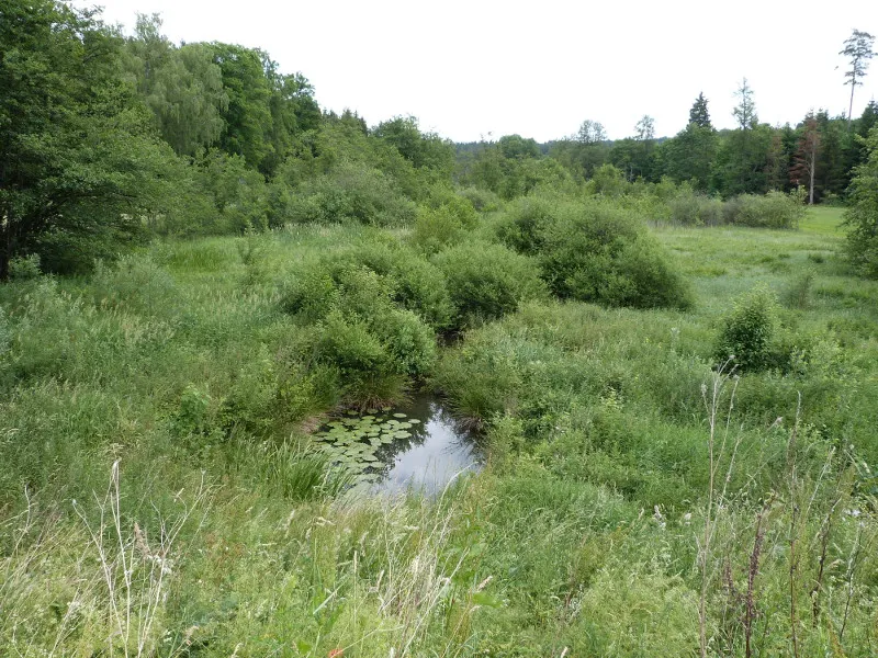 (LSG:BW-1.36.044)_Frankenbachtal, Feuchtgebiet oberhalb des Espachweihers