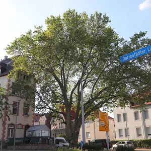 Platane in Gustavsburg