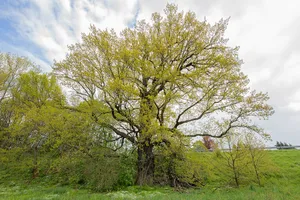 Stiel Eiche B169 Frankenberg