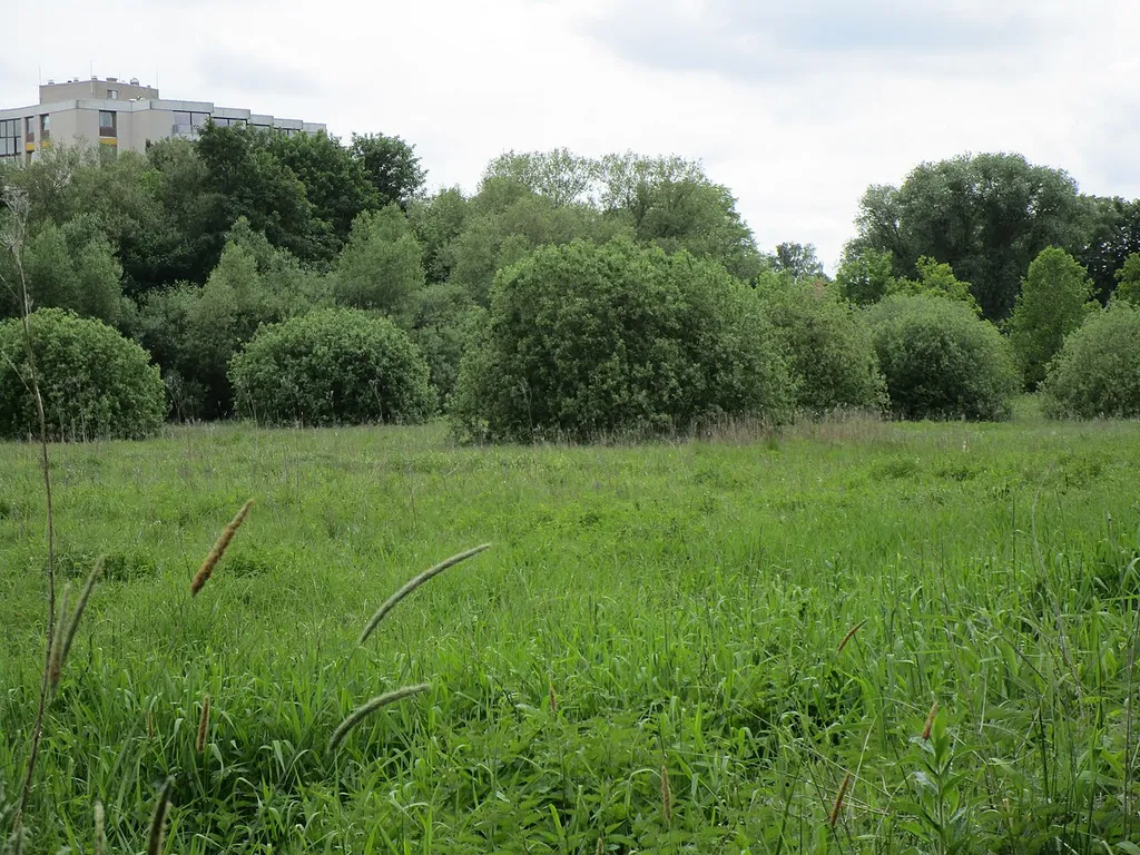 Wiese entlang des Karpfenbruchgrabens (detailierter)