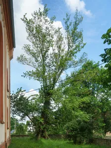 Elm tree by the church, Zschirla