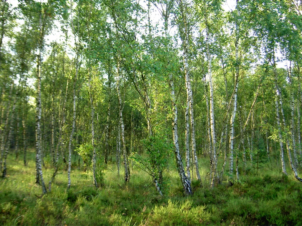Birken in der Glücksburger Heide