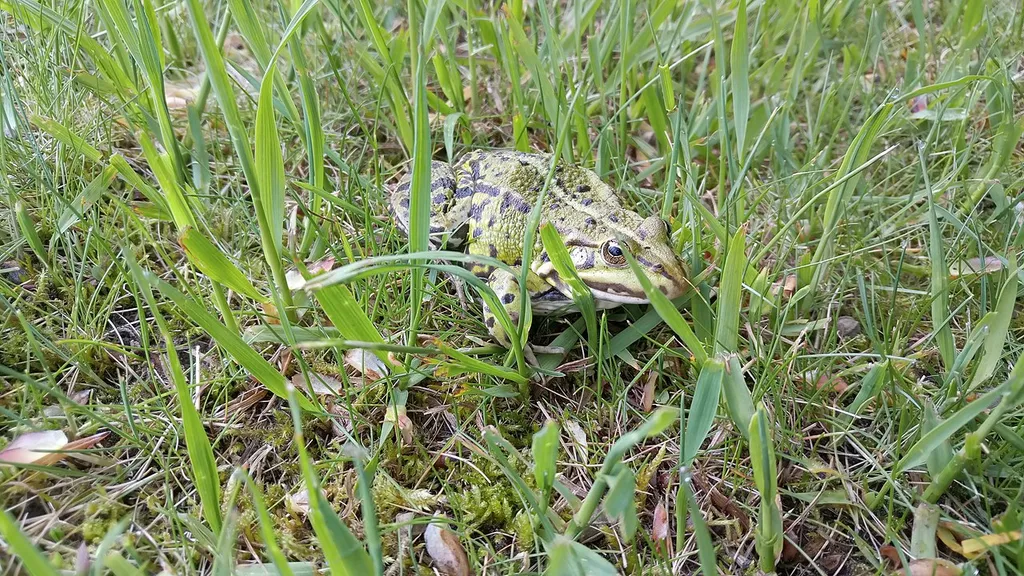 Wasserfrosch im Naturschutzgebiet Lieper Burg