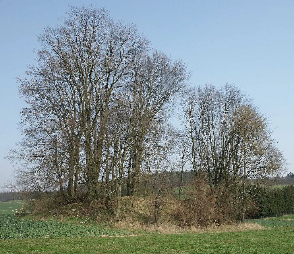 Burghügel der Ruine Altwehrda