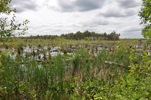 Rehburger Moor
