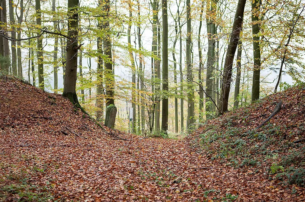 Der Einschnitt des ehemaligen Tores in die Wallanlage Herlingsburg (vom inneren der Wallburg gesehen)