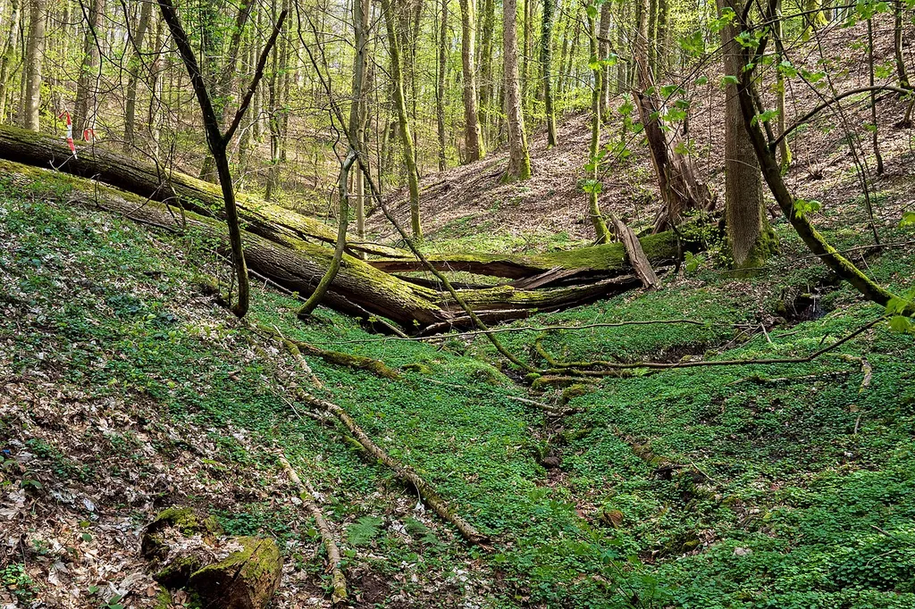 Der Wald im Osten von Sanddorf liegt im Landschaftsschutzgebiet L 6.02.01 "Wald zwischen L119 im Norden, der Landesgrenze und Kirrberg im [Süd]Osten sowie Homburg im Westen".