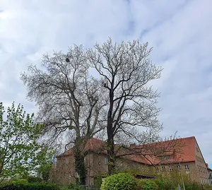 Platanus acerifolia and Fraxinus excelsior in railway station road, Oschatz